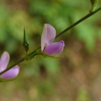 Galactia striata (Jacq.) Urb.